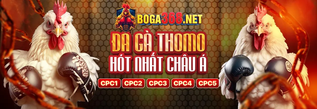 Hình ảnh đá gà Thomo hôm nay sôi động